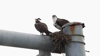 Osprey Couple Meet at the Nest