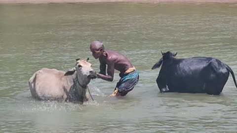 Cow Bathing | Cow Bathing In River