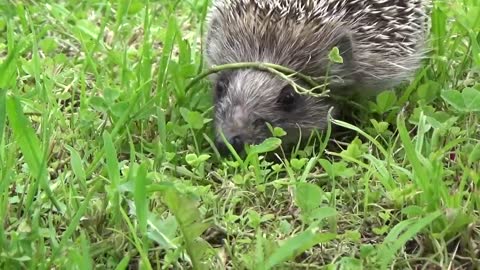 Hedgehog looking for food