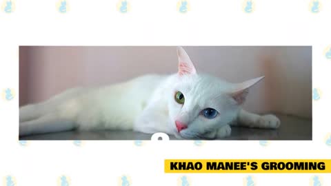 Khao Manee Cats 101 : Fun Facts & Myths