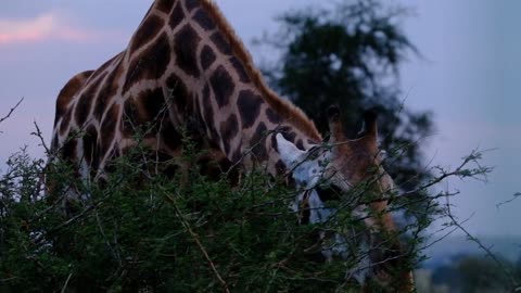 A Giraffe Feeding On Tree Leaves.
