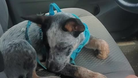 Marley the cute Australian Cow Dog (Blue Heeler) puppy