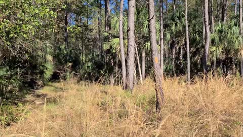 Working on the Florida Trail North of Marshall Swamp