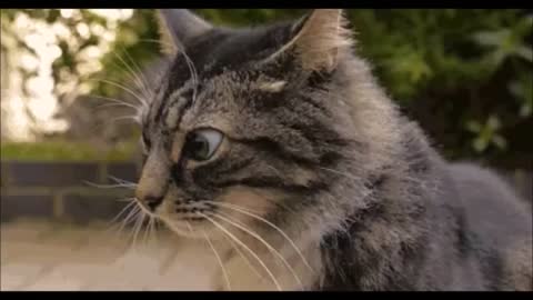 Cowboy Western Cat