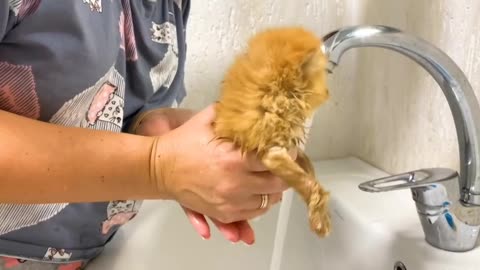 Kitten bath time.