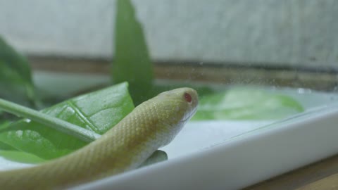 A snake on foods!