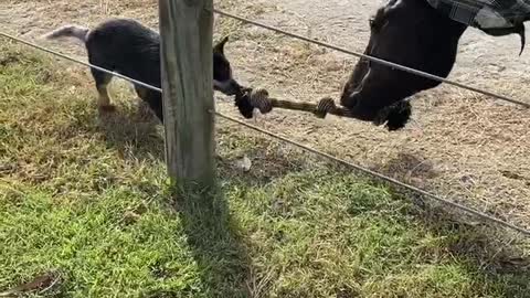 Puppy Plays Tug of War With Horse