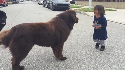 Giant Newfoundland dog brings you a kiss of good luck