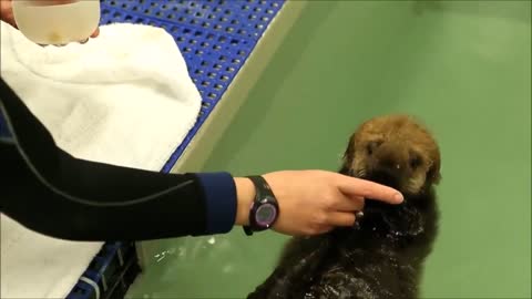 Cute seal pup