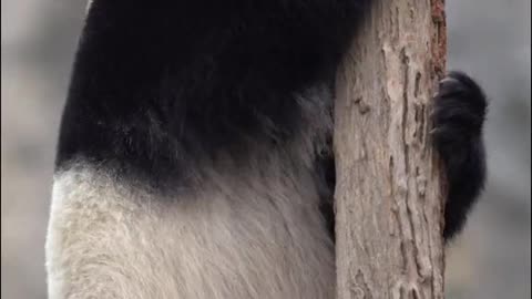 Giant pandas love to climb trees