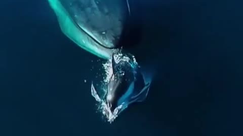 Whale swimming with dolfin