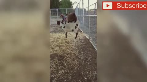 funny video about animals