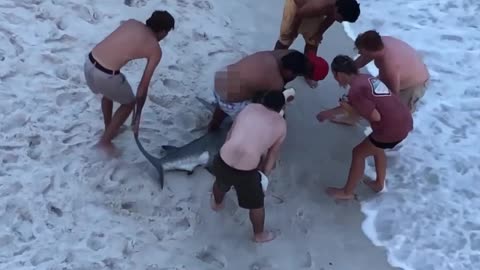 WATCH : Swimmers Shocked by Huge Hammerhead Shark 😲