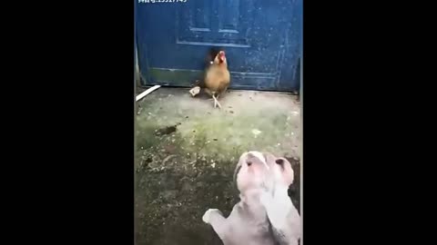 Chicken vs dog , funny video, funniest animal video, amazing animals, chicken wants to bite dog