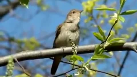 Beautiful singing of a cute bird