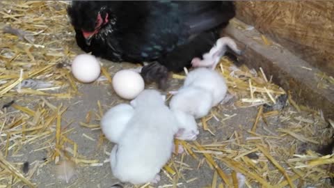 Mother Hen Has Some Strange New Babies