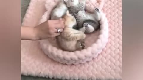 OMG So Cute ♥ Best Funny Cat Videos 2021 #1