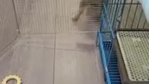 Dog Escapes Cage Smartly