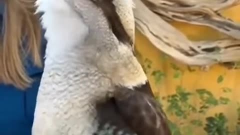 The song of the kookaburra