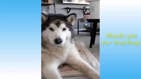cute Animals - Best Of The 2021 Funny Animal Videos