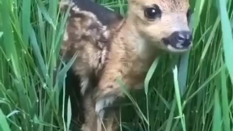 Cute Little Deer Calling his Mom Saying Mom,