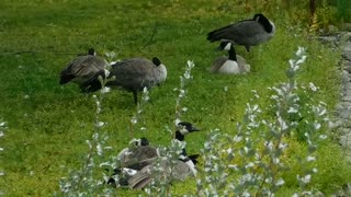 Gathered Ducks Family ' Lunch With Fresh Air '