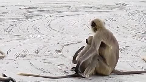 Mother monkey loving child