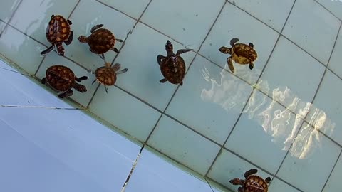 Tiny Sea turtles Swim In Care Pond