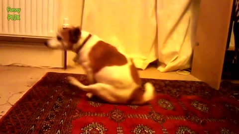 Funny Dogs Butt Scooting Compilation