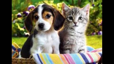 kittens and puppies super cute
