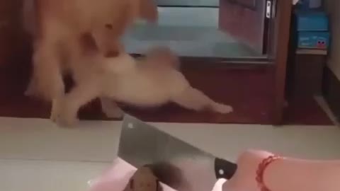 Fuuny Dogs Reacting When Watching A Dog Cake Cut