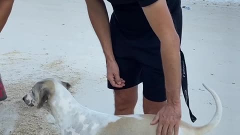 dog and its owner enjoying the beach