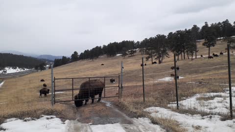 Buffalo at the Genesse exit off I 70 in Colorado