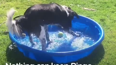 Dog sprints into the water every chance he gets!!