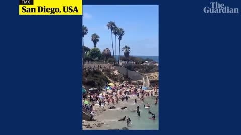 Beachgoers flee as sea lions chase each other on California beach