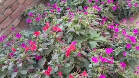 A large field of flowers