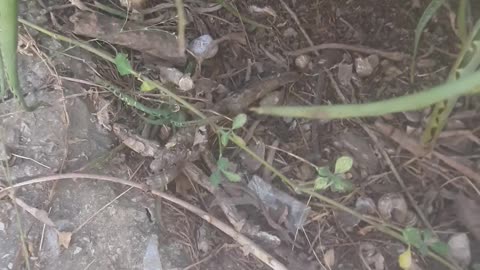 5 newborn kittens in the garden of an abandoned house