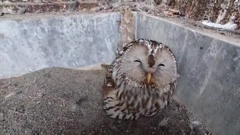 Owl Proudly sitting on its Egg