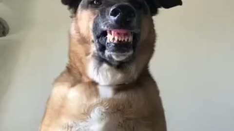 Funny smiling dog 😂