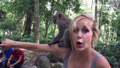 Monkey climbs all over girl
