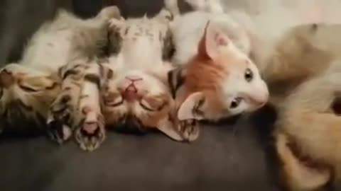 This Puppy Doesn’t Want To Wake The Kittens, So Watch What She Does Instead!
