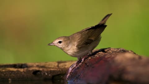 The Garden Warbler: Close Up HD Footage (Sylvia borin)
