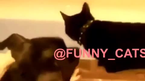Funny and Cute Cat Videos #303