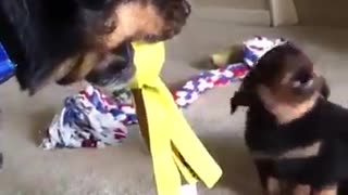altercation between mother and little dog