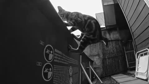 a cat jumping very high