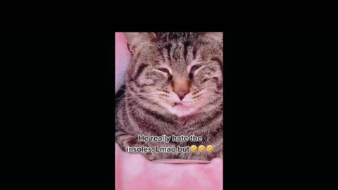 Funny Cat Videos 2021😆😆😜