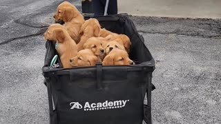 Vet Checkup for 12 Golden Retriever Puppies