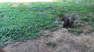 Fawn & Squirrel meeting