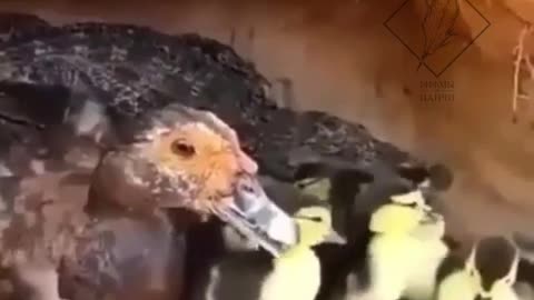 🐊 🤝🦆Duck Accidentally Hatched A Crocodile Egg. | Interesting Facts #Shorts #topchannel