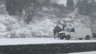 Camel on Highway in Snow